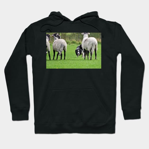 Working Sheepdog Hoodie by Furtographic